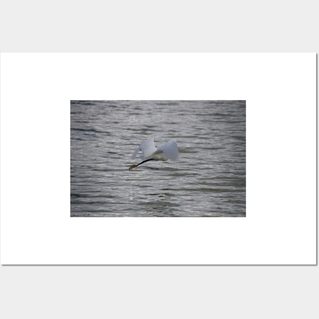 Flying Egret Wall Art by redneckpoet